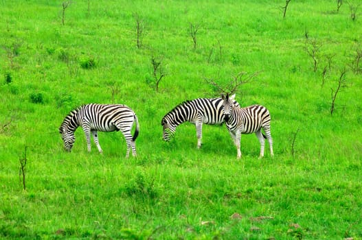 Zebra herd