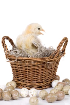 Easter chicken