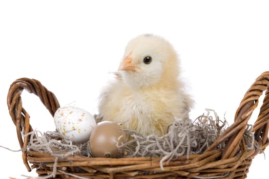 Chicken in basket