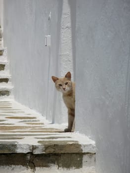 Curious cat in Mykonos