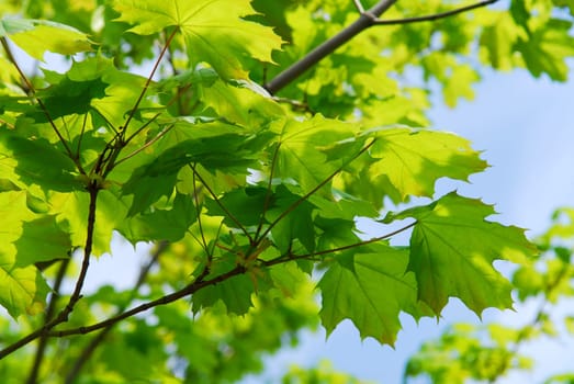 Green leaves