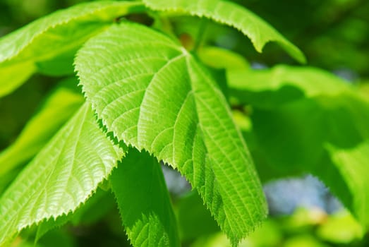Green leaves