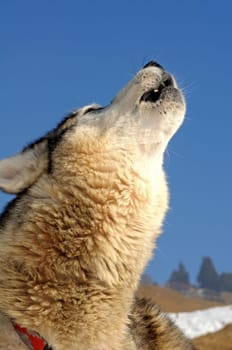 Howling dog