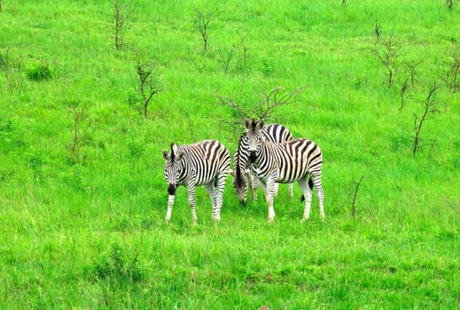 Three Zebras