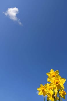 Daffodils and a little cloud