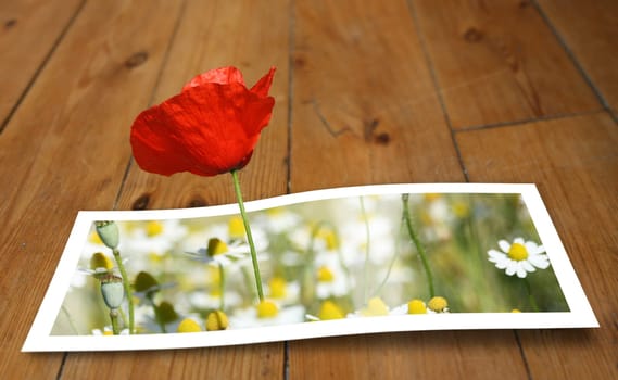 Poppy on the floor