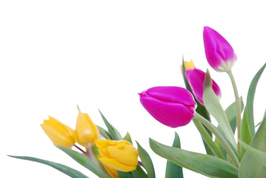 Tulips