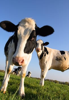 Attentive cows