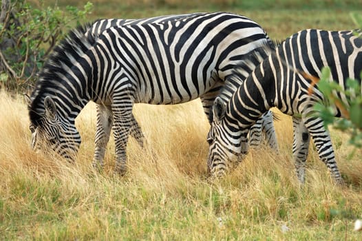 Grazing zebras