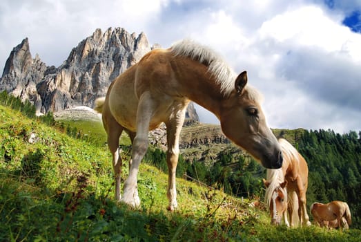 happy Haflinger foal