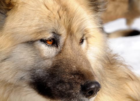 Alaska Malamute,Sled Dog