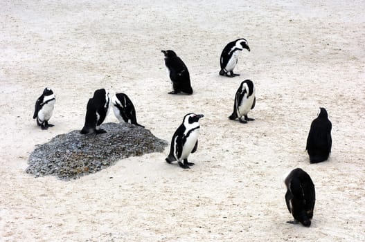 Penguins