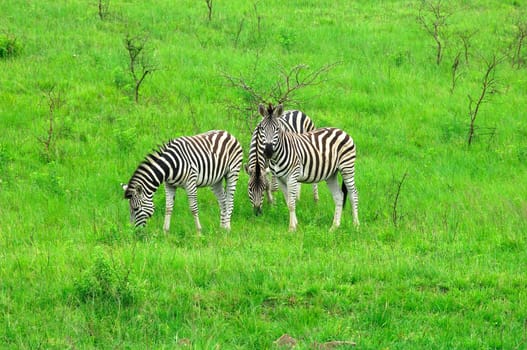 Zebras