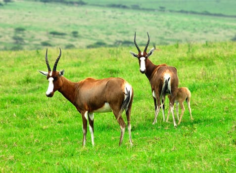 Blessbok