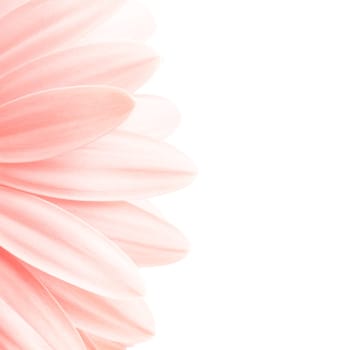 pink daisy high-key isolated