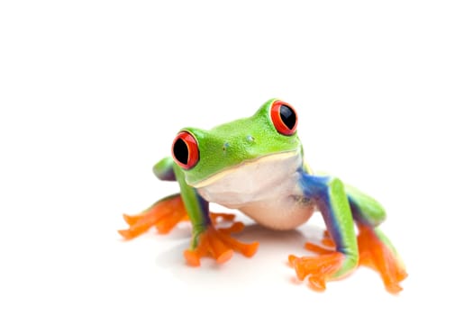 frog looking into camera