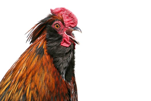 rooster isolated on white