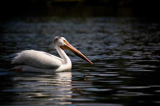 pelican in yellowstone national park