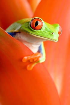 frog in a red plant