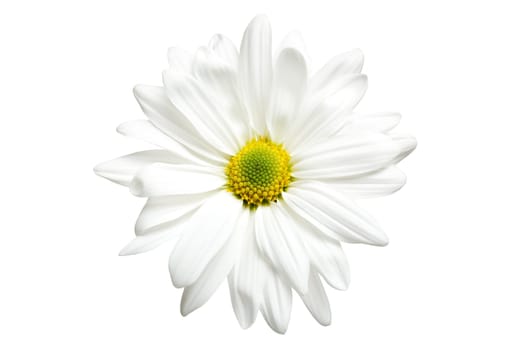 White daisy isolated on white