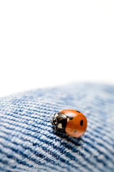 ladybug on jeans isolated