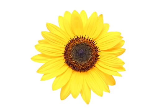 sunflower isolated on white
