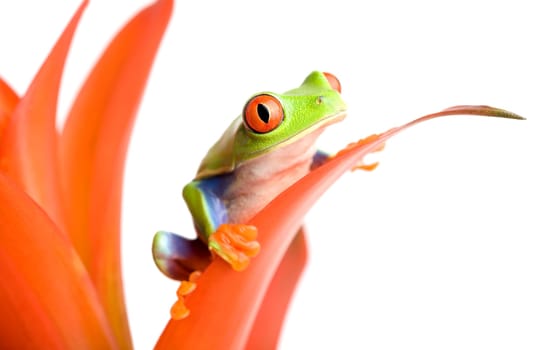 frog on red plant