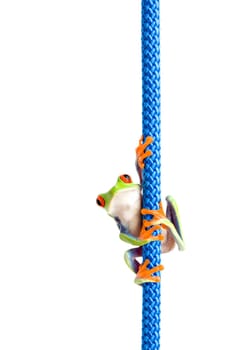 frog climbing rope isolated