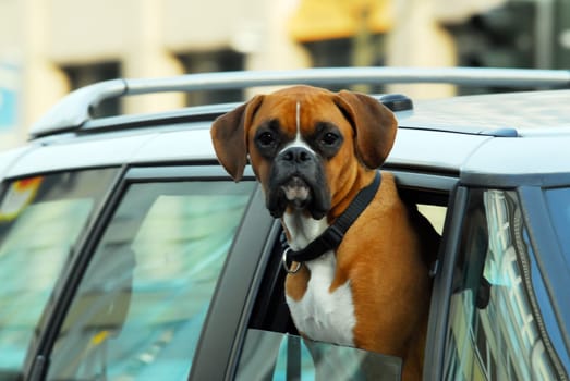 Boxer