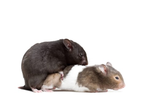 hamster mating on white
