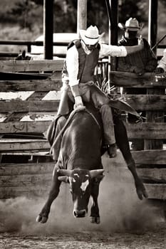 cowboy bull riding in rodeo