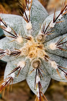 Flora