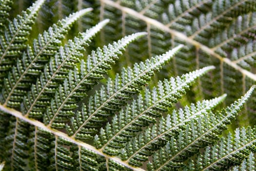 bracken
