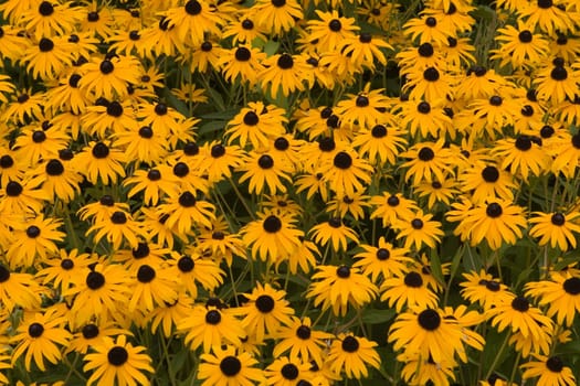coneflower