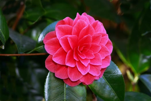 Camellia Japonica