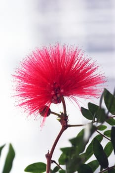 Calliandra