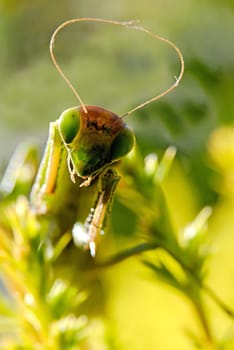 Mantis