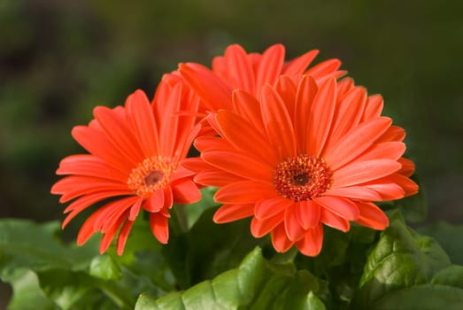 Red Gerbera