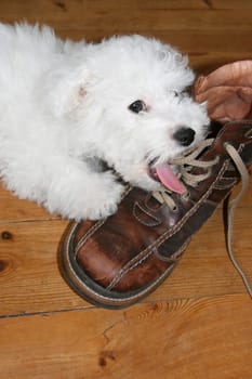 Licking puppy
