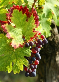 Purple grape