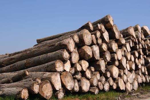 Timber pile