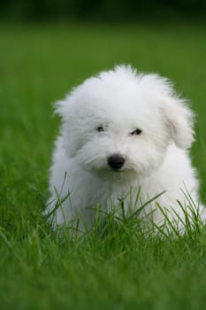 Lovely puppy