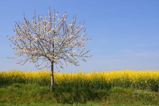 Absolutely spring