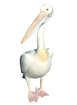 pelican