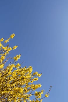 Forsythia