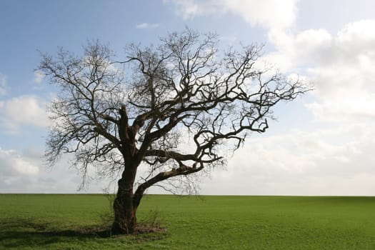 Gnarly tree