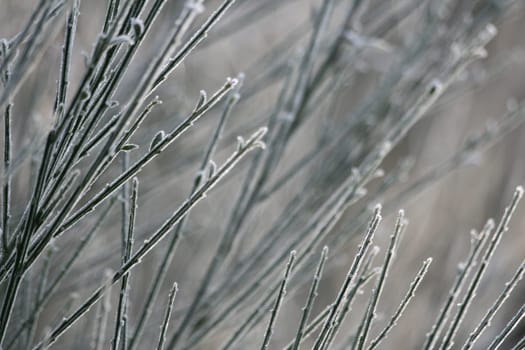 Frozen branches