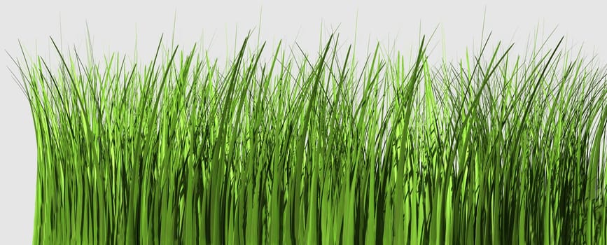 Blades of grass isolated