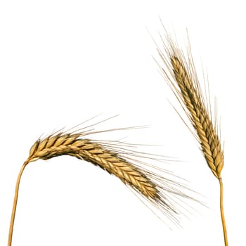Wheat isolated