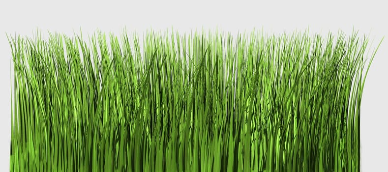 Blades of grass isolated